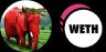 Par comercial صباح الفرولة-WETH