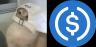 Paire de trading KAT-USDC