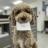 Изображение логотипа крипто-токена a16z AI Dog (tilly)