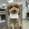 Изображение логотипа крипто-токена a16z AI Dog (tilly)