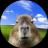 Imagem do logo do token Capycoin (capy)