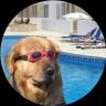 doginthpool (dip) 加密代币标志图片