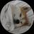 An image of the Dogsheetcoin (dogsheet) crypto token logo