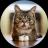 Изображение логотипа крипто-токена lil bub on Sol (bub)