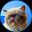En bild av Mister Miggles (miggles) kryptotoken-logotypen