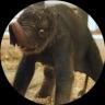 Изображение логотипа крипто-токена New Baby Elephant Houston Zoo (kirby)