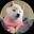 Изображение логотипа крипто-токена New Doge (gnocchi)