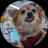 An image of the Qubit The Quantum Dog (qubit) crypto token logo