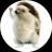 Una imagen del logo del token cripto Shrub ($shrub)