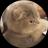 Изображение логотипа крипто-токена Side Eye Cat (sec)