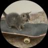 Een afbeelding van het SkateCat (skatecat) cryptotoken-logo