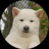Uma imagem do logotipo do token cripto Toshi (toshi)